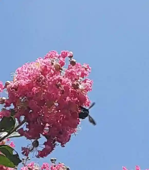 西方山極楽寺の自然