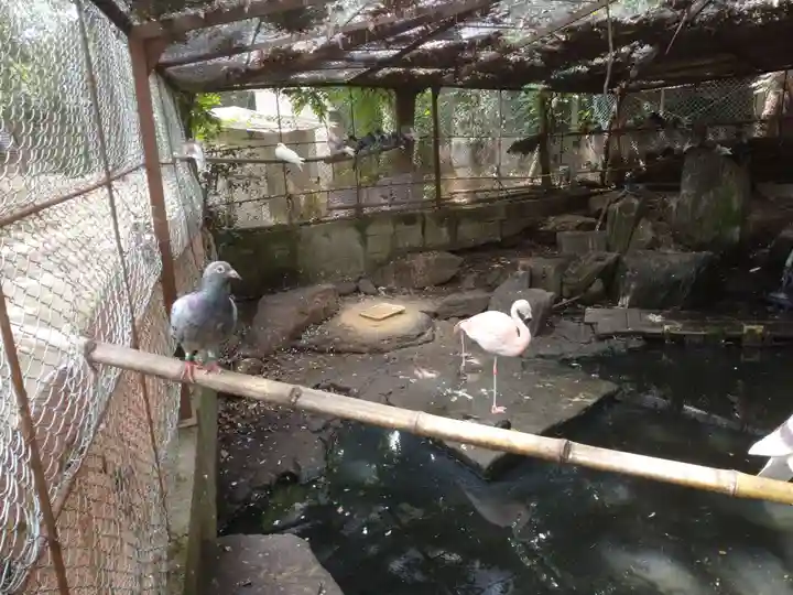 柳川総鎮守 日吉神社の動物