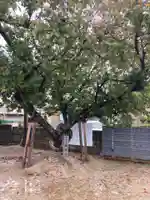 一ノ宮神社の自然