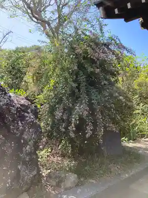 光照寺(神奈川県)