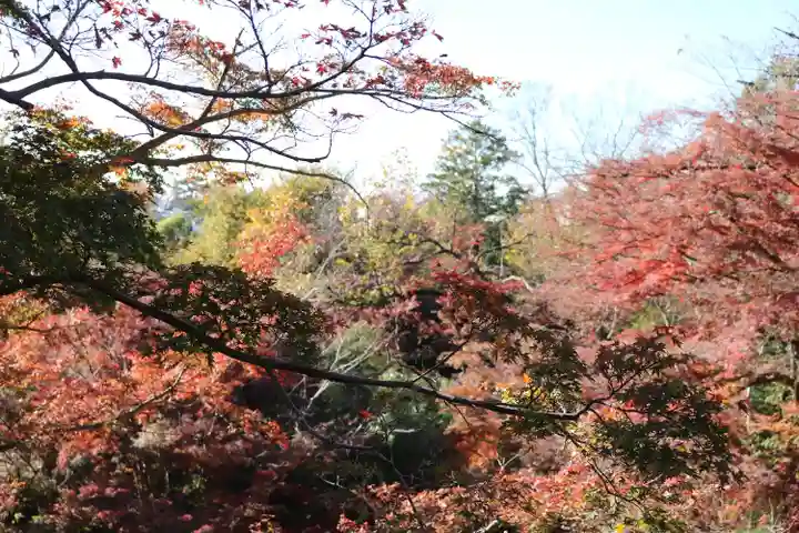 明王院(満願寺別院)の自然