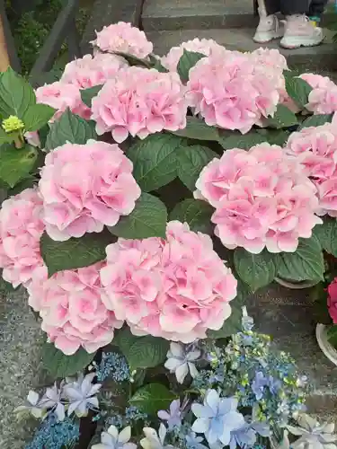 岡寺（龍蓋寺）(奈良県)