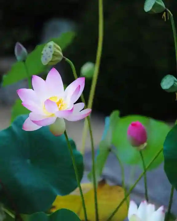 浄土寺(兵庫県)