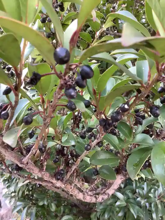 三輪神社の自然