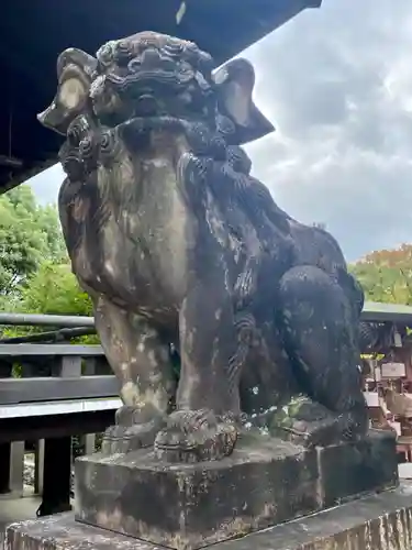 京都乃木神社の狛犬