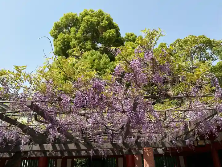 山王稲荷神社(日枝神社末社)の自然