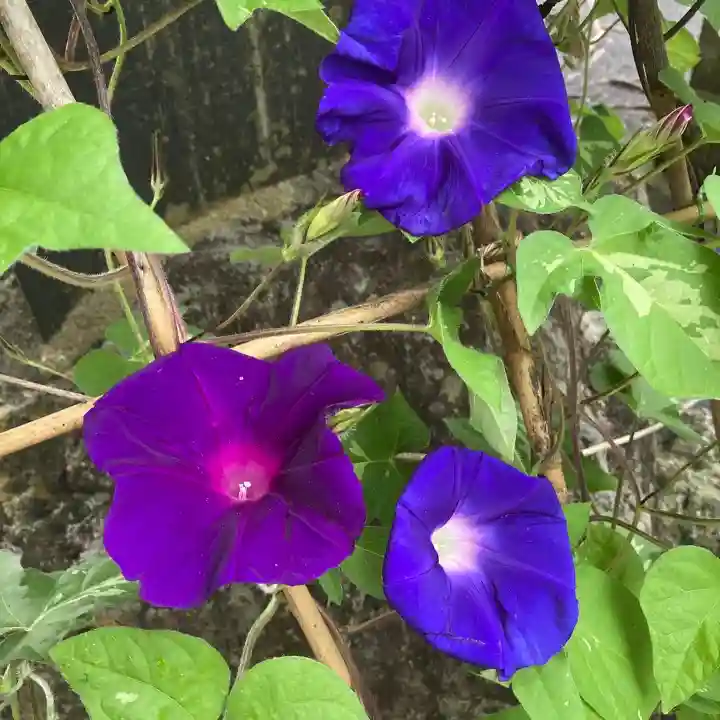 高司神社〜むすびの神の鎮まる社〜の自然