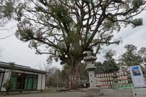 平野神社の自然