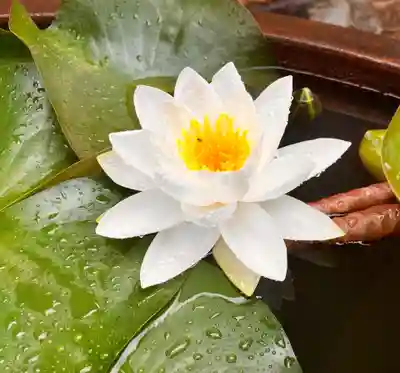 真言宗　善通寺派　薬王寺(香川県)