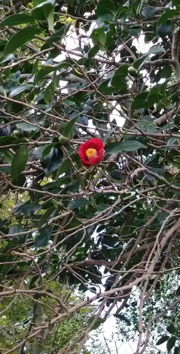 鎮懐石八幡宮の自然