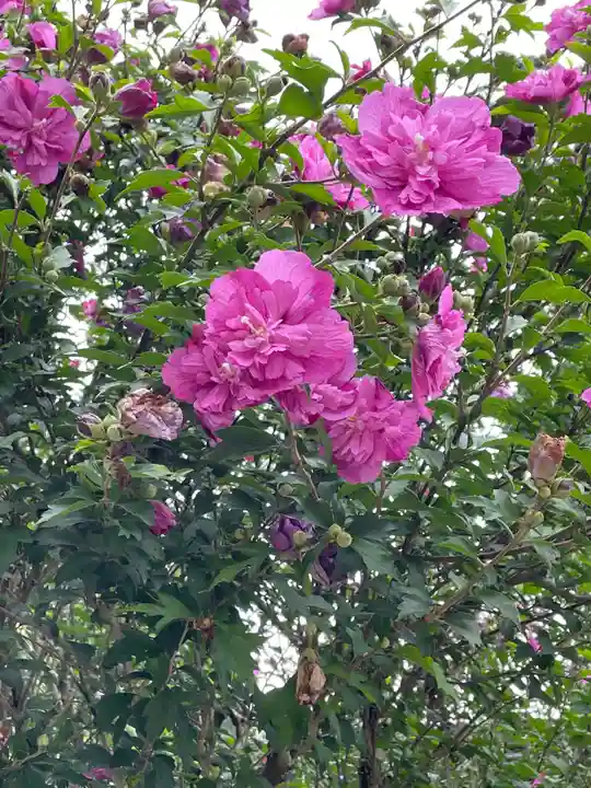 高麗神社の自然