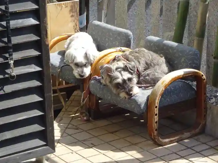 菊名神社の動物