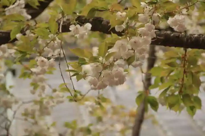 磐椅神社の自然