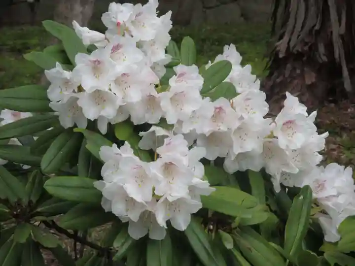 大原野神社の自然