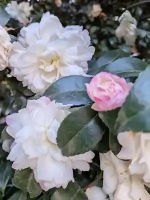 阿佐ヶ谷神明宮(東京都)