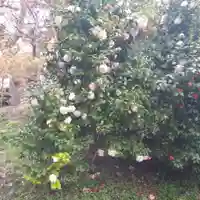 廣田神社~病厄除守護神~の自然