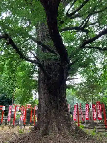 鬼子母神堂　(法明寺）(東京都)