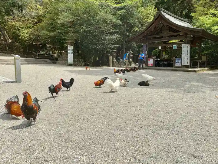 石上神宮の動物