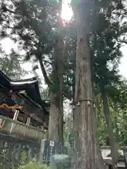 三峯神社(埼玉県)