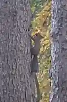 八幡神社の動物