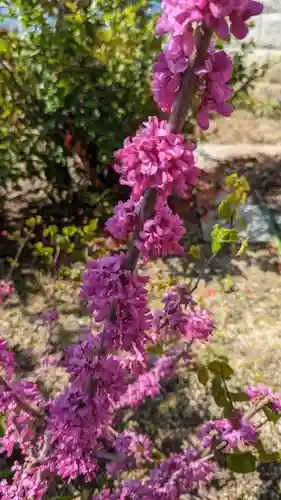 玉田神社(京都府)