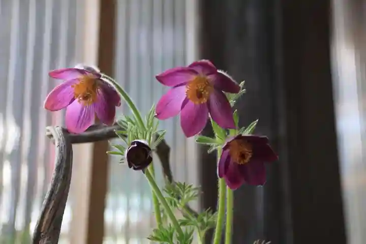 高司神社〜むすびの神の鎮まる社〜の自然