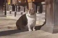 賀茂別雷神社(栃木県)
