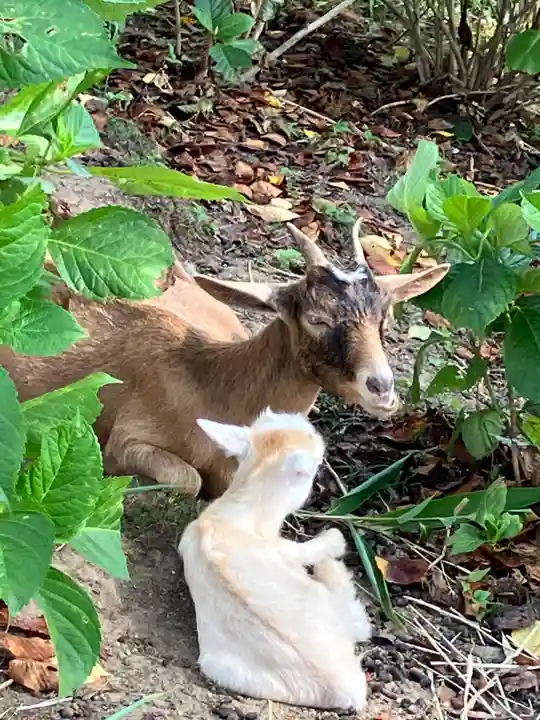 楽法寺(雨引観音)(茨城県)