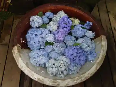 明月院の手水舎