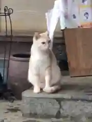 王子神社の動物