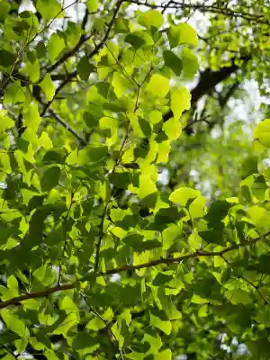 赤坂氷川神社(東京都)