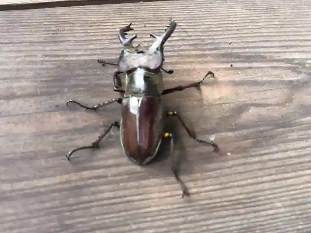 木舟山 順教寺の動物