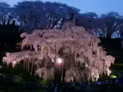 瀧桜神明宮(福島県)