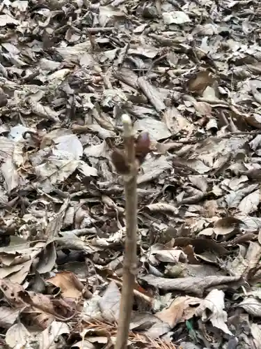 静岡浅間神社の自然