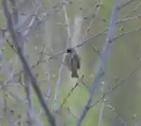 留辺蘂神社の動物