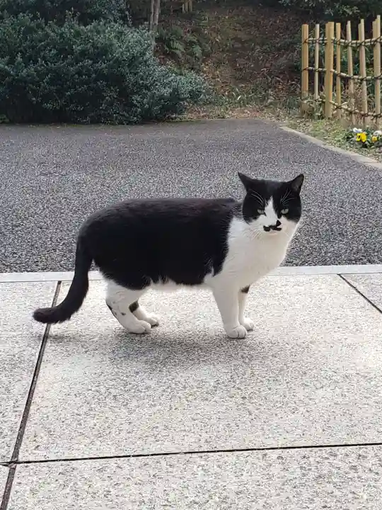 白金氷川神社の動物