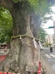 大國魂神社の自然