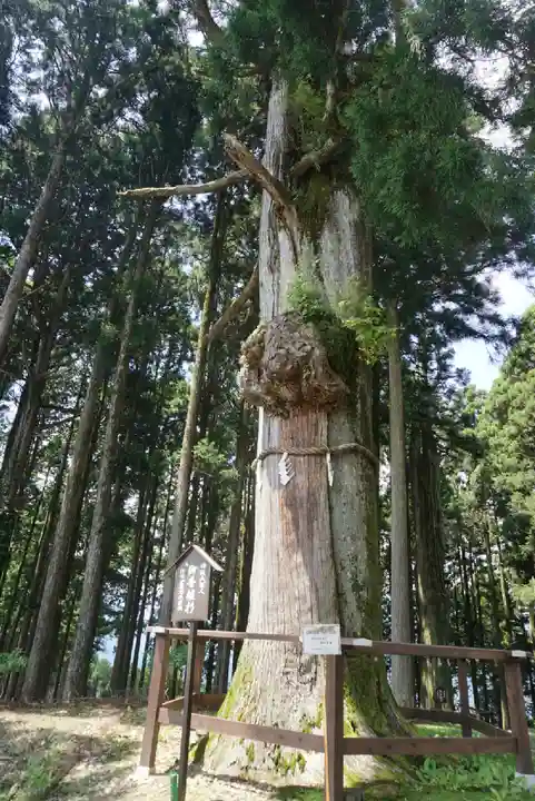 身延山奥之院思親閣の自然