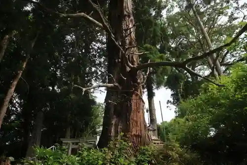 阿久津「田村神社」（郡山市阿久津町）旧社名：伊豆箱根三嶋三社の自然