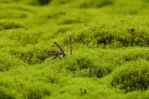 大山祇神社(高知県)