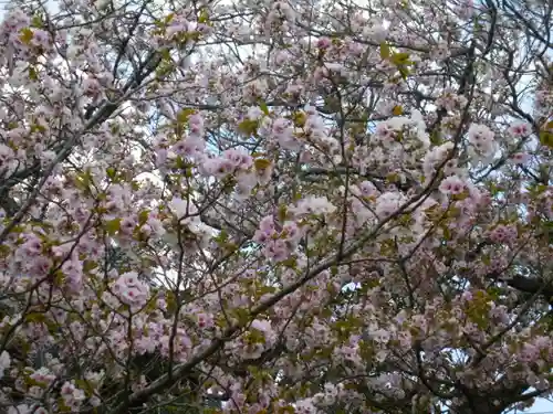 極楽寺（霊鷲山感應院極楽律寺）の自然