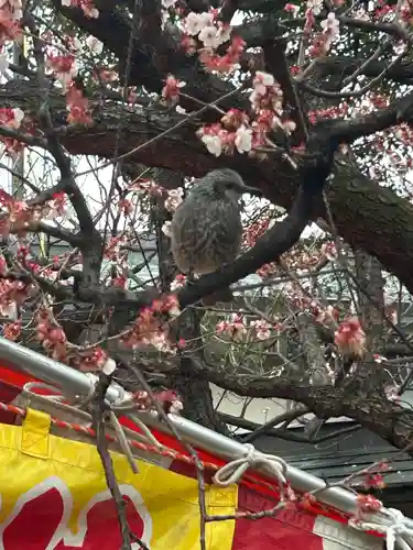 湯島天満宮(東京都)