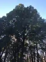 東村山八坂神社の自然