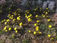 金比羅神社の自然