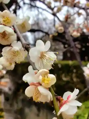 東長谷寺　薬王院(東京都)