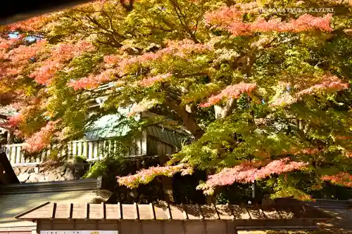 高尾山薬王院の自然