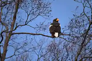 宝光寺の動物(2021年11月19日(金) 13時39分29秒投稿)