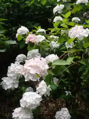 高幡不動尊　金剛寺(東京都)