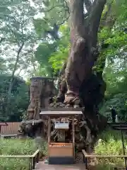 來宮神社の自然