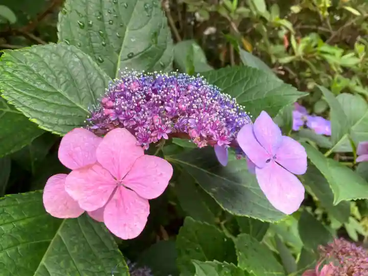高幡不動尊 金剛寺(東京都)